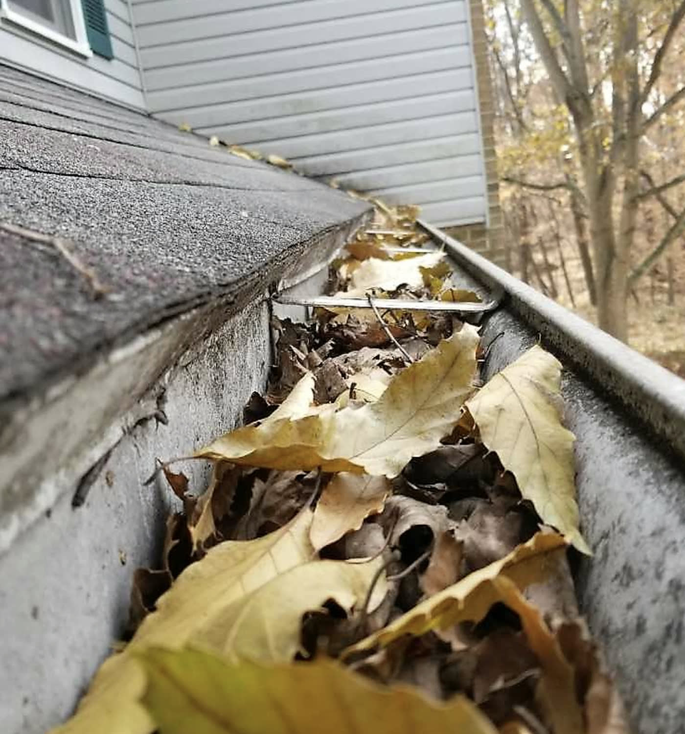 Gutter packed with dead leaves against the roof line